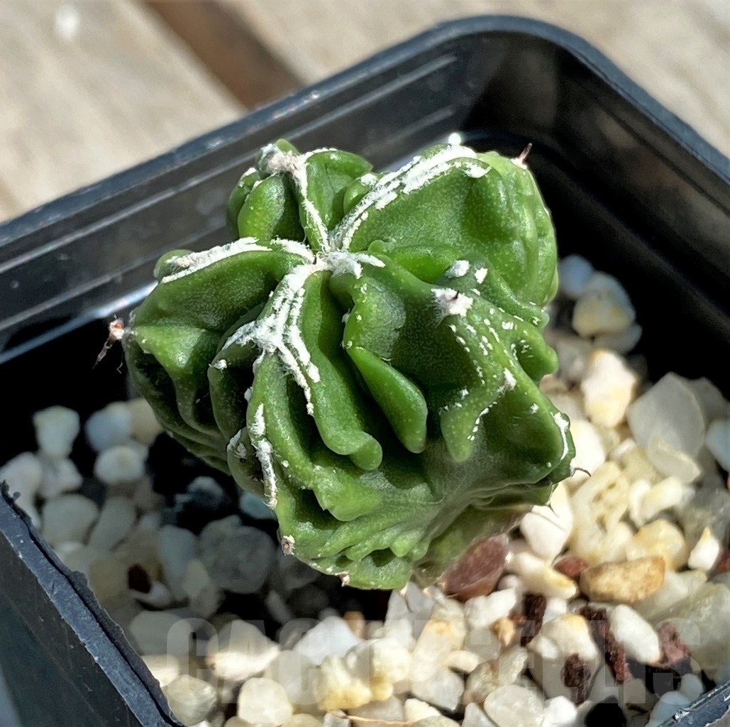 SHPR12645 Astrophytum myriostigma ‘Fukuryu’ f. nudum - Image 2