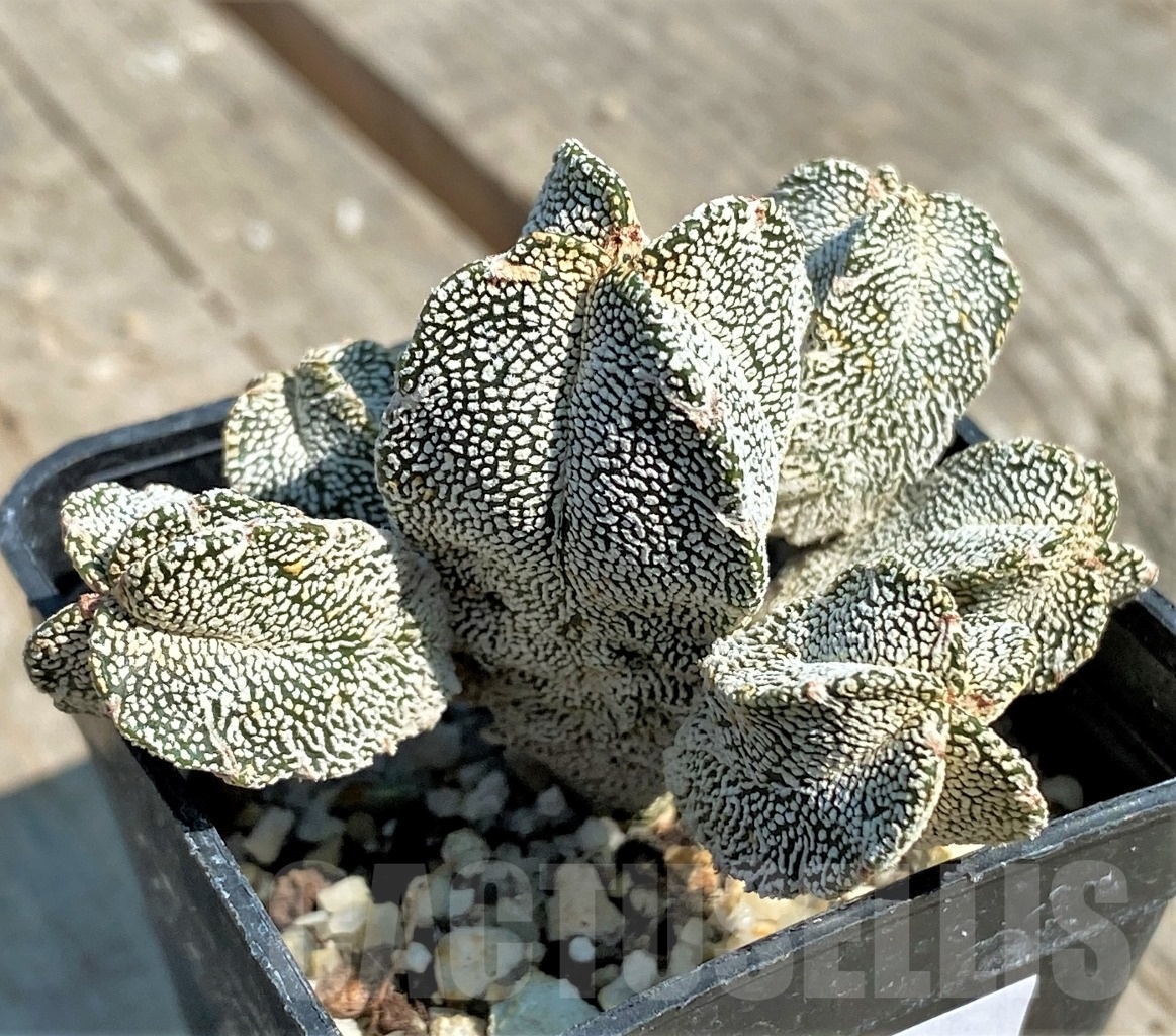 SHPR12647 Astrophytum myriostigma 'Onzuka' hybrid