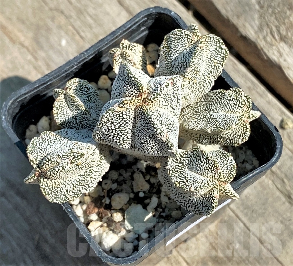 SHPR12647 Astrophytum myriostigma 'Onzuka' hybrid - Image 2