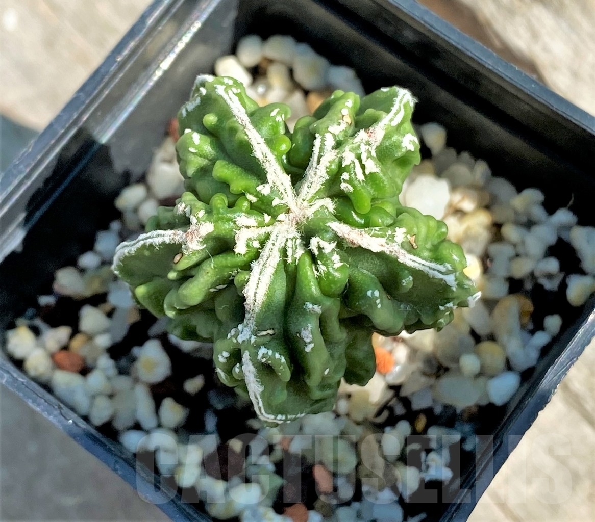 SHPR12648 Astrophytum myriostigma ‘Fukuryu’ f. nudum – Bild 2