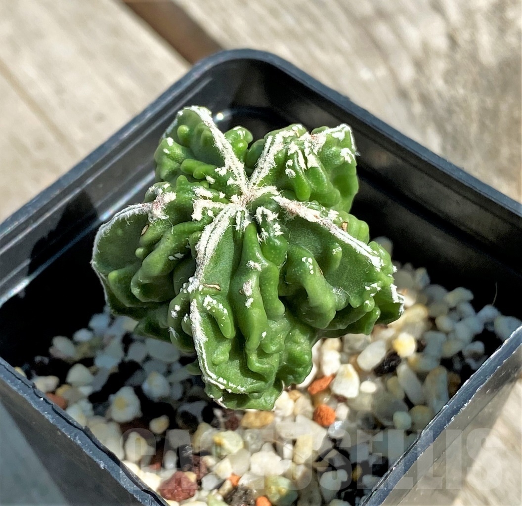 SHPR12648 Astrophytum myriostigma ‘Fukuryu’ f. nudum