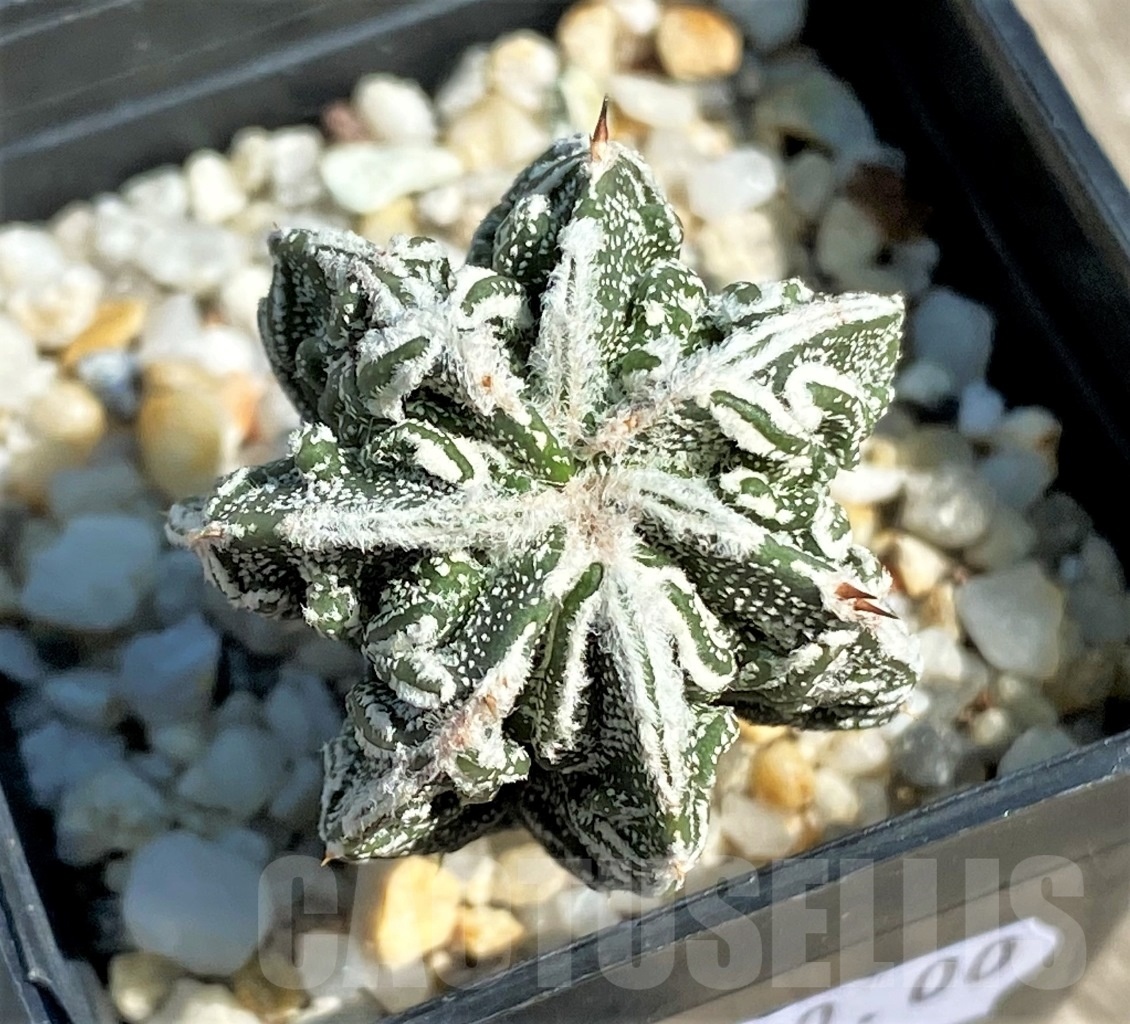 SHPR12649 Astrophytum ornatum ‘Fukuryu’