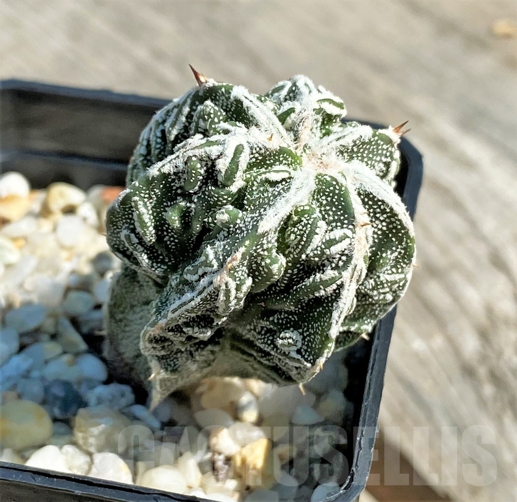 SHPR12649 Astrophytum ornatum ‘Fukuryu’ - Image 2