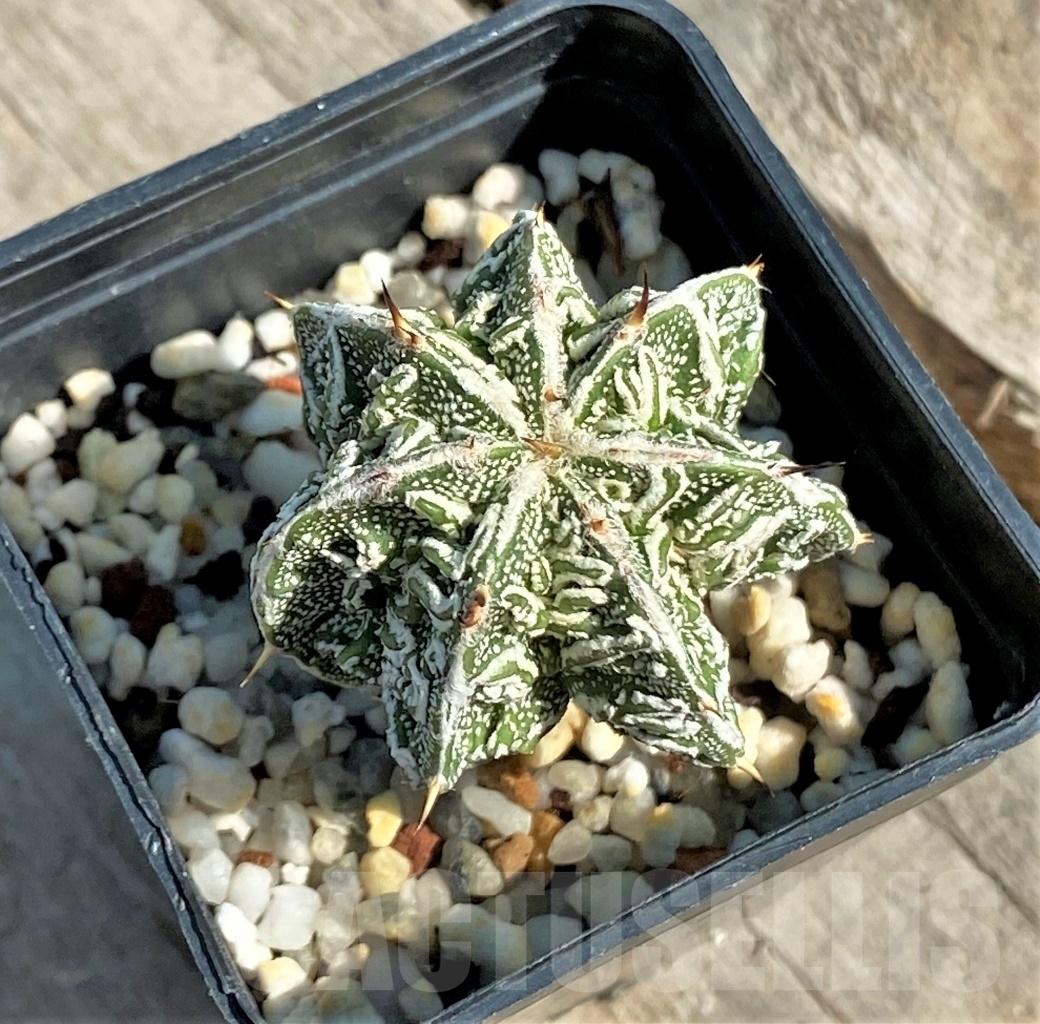 SHPR12650 Astrophytum ornatum ‘Fukuryu’ - Image 2