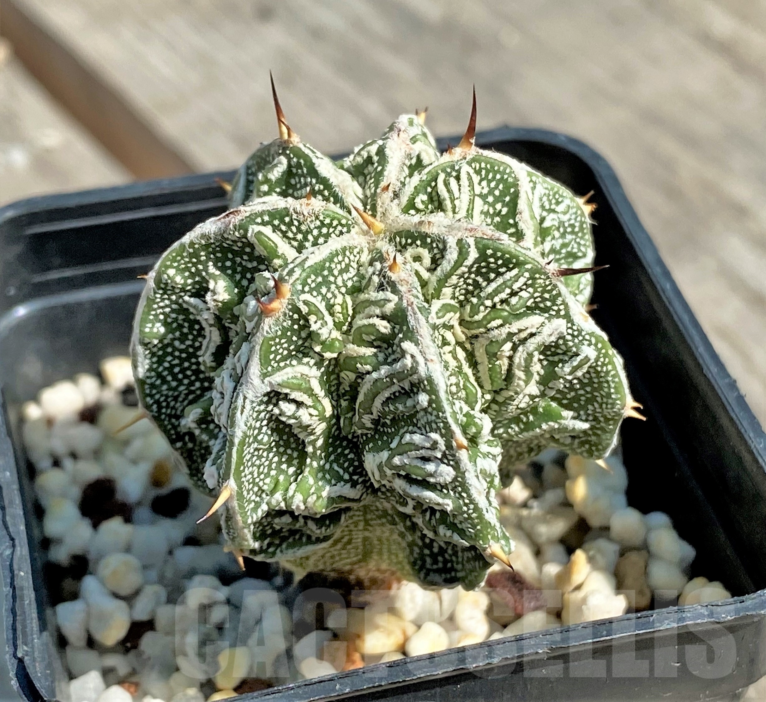 SHPR12650 Astrophytum ornatum ‘Fukuryu’