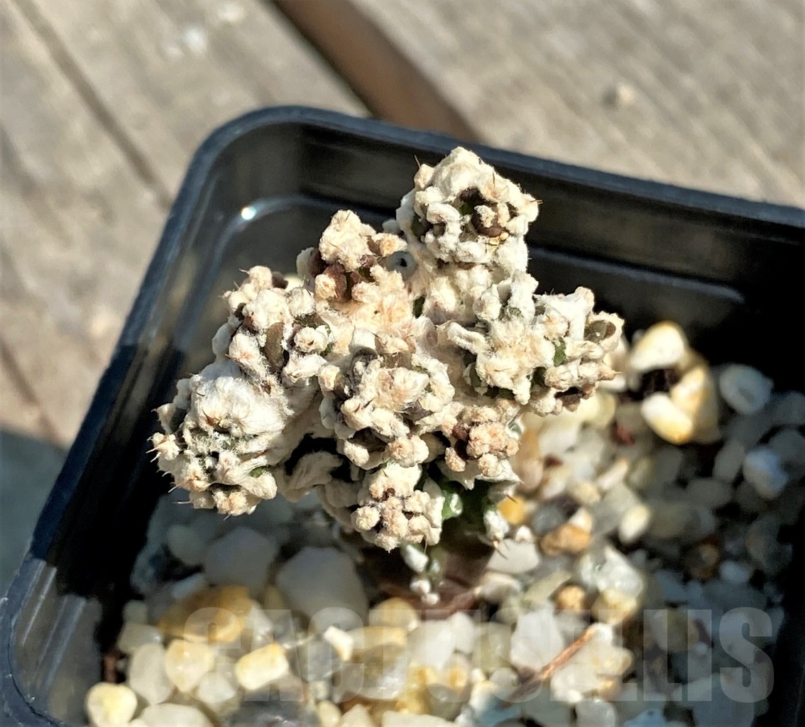 SHPR12651 Astrophytum myriostigma 'Fukuryu' f. monstrosa - Image 2