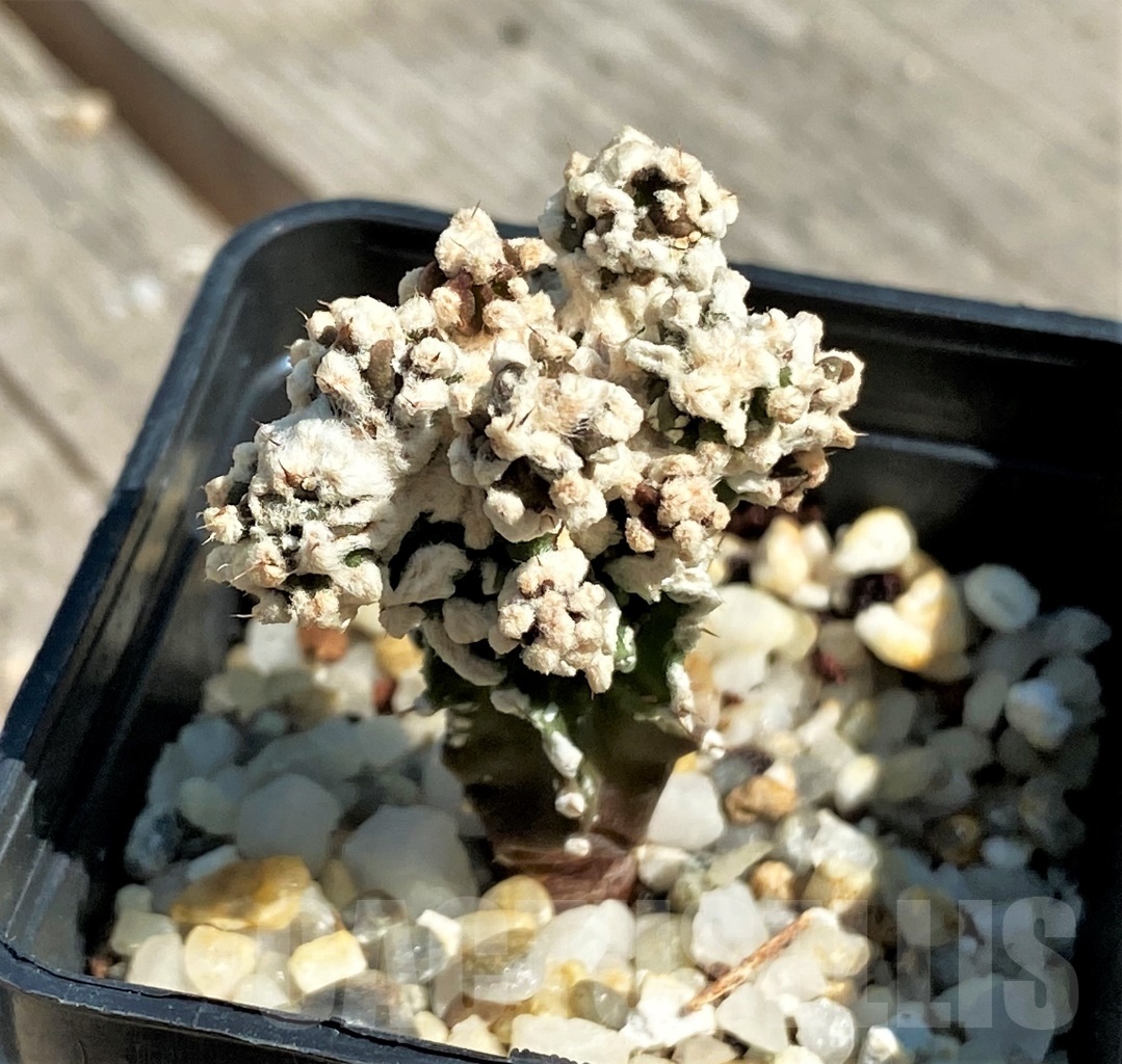 SHPR12651 Astrophytum myriostigma 'Fukuryu' f. monstrosa