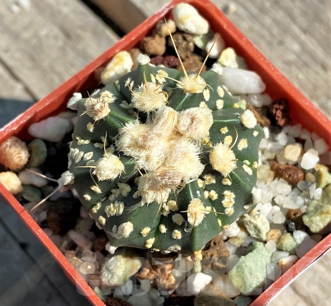 SHPR12652 Astrophytum asterias x senile v. aureum