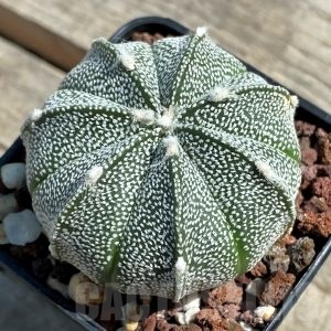 SHPR12657 Astrophytum asterias 'Super kabuto' x myriostigma