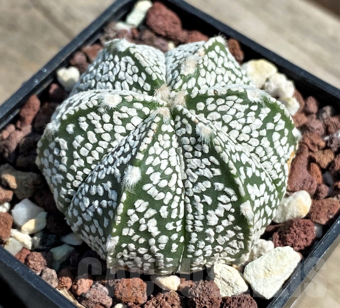 SHPR12658 Astrophytum asterias ‘Super kabuto’ x myriostigma ‘Onzuka’