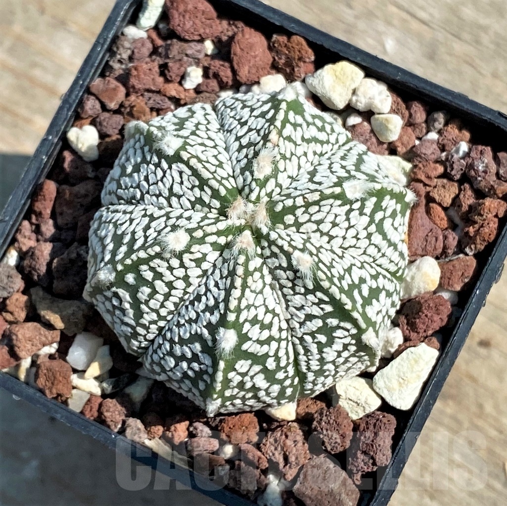 SHPR12658 Astrophytum asterias ‘Super kabuto’ x myriostigma ‘Onzuka’ - Obrázek 2