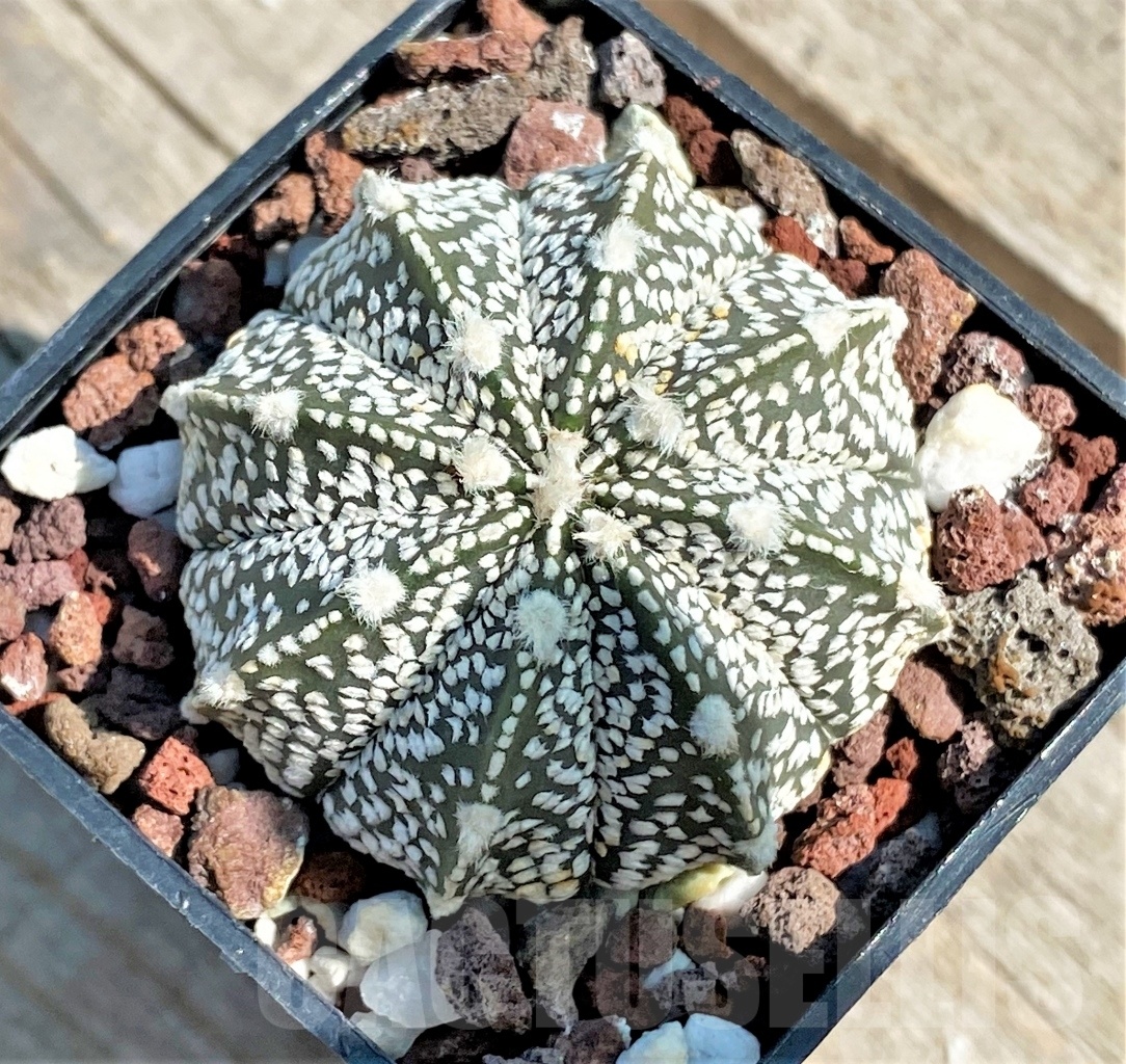 SHPR12659 Astrophytum asterias ‘Super kabuto’ x myriostigma ‘Onzuka’