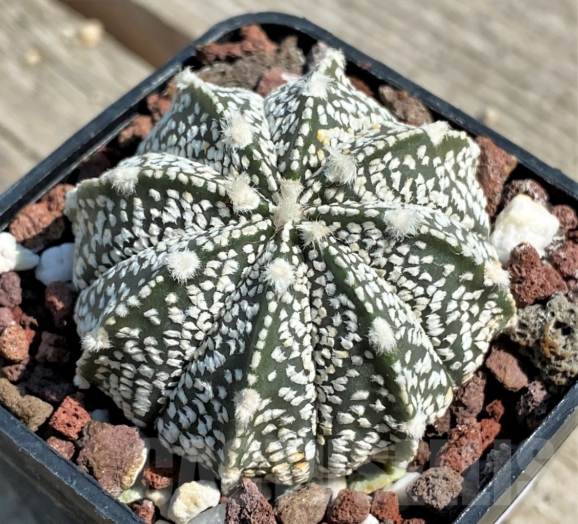 SHPR12659 Astrophytum asterias ‘Super kabuto’ x myriostigma ‘Onzuka’ - Image 2