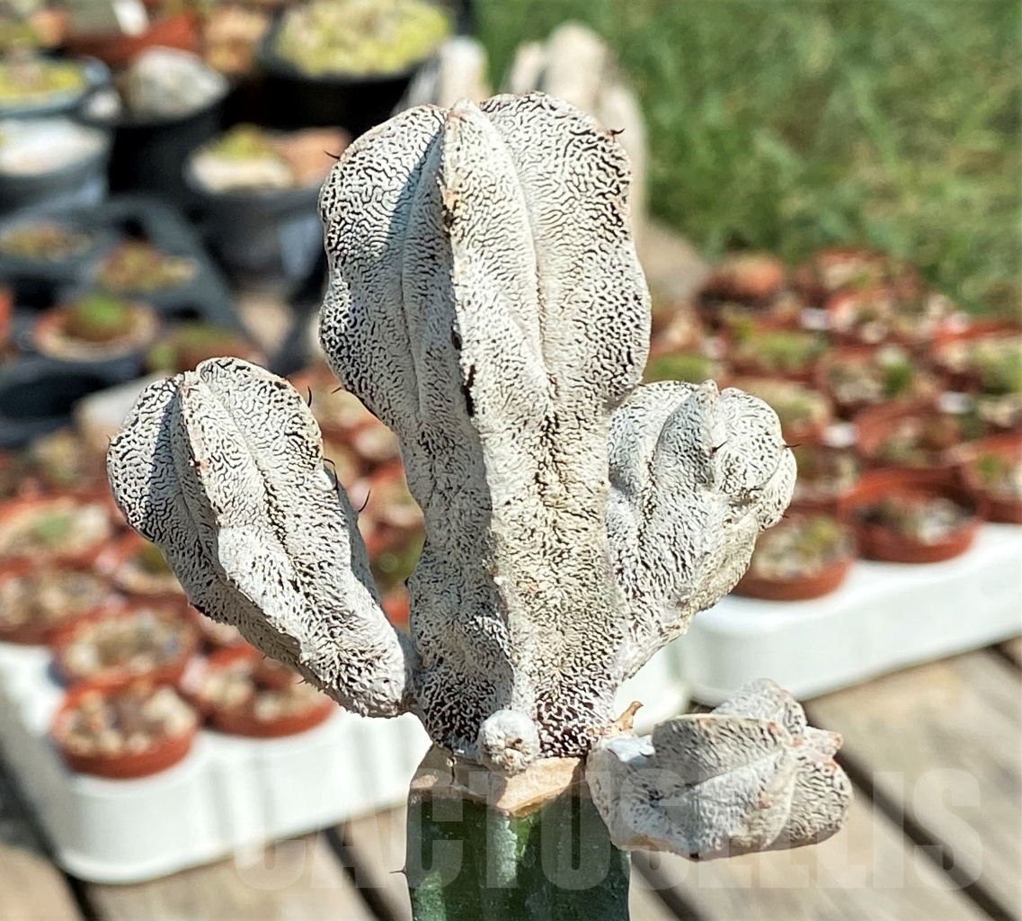 SHPR12660 Astrophytum myriostigma ‘Onzuka’, grafted - Image 2