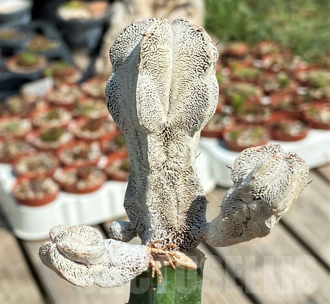 SHPR12660 Astrophytum myriostigma ‘Onzuka’, grafted - Image 3