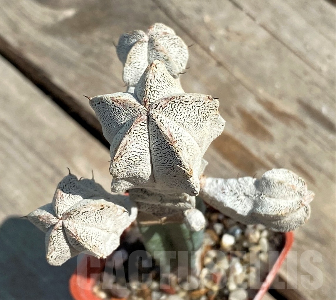 SHPR12660 Astrophytum myriostigma ‘Onzuka’, grafted