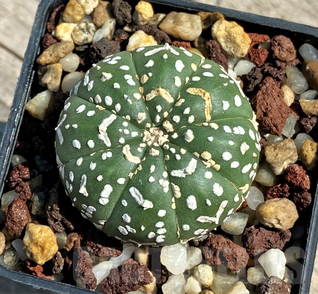 SHPR12663 Astrophytum asterias V-type