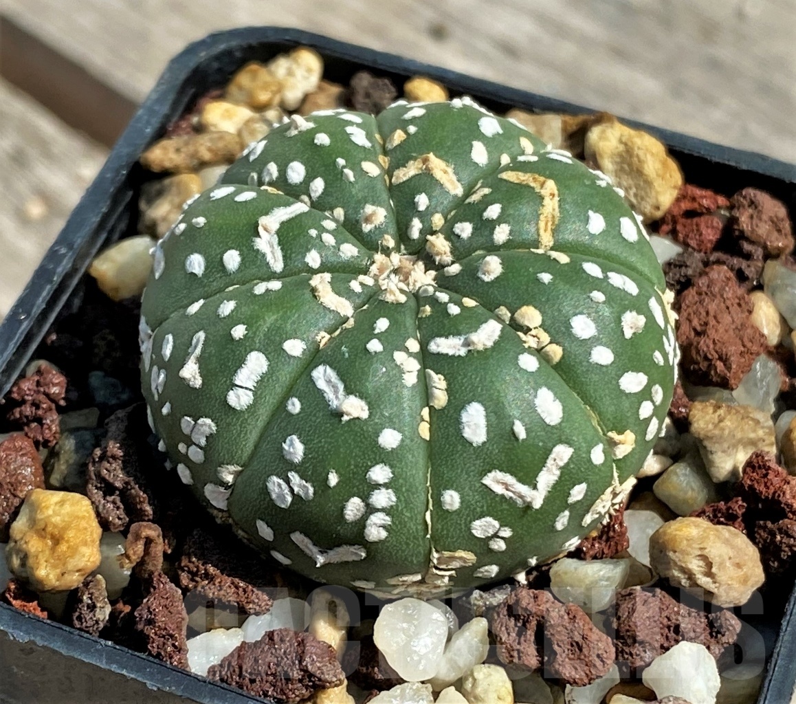 SHPR12663 Astrophytum asterias V-type - Image 2