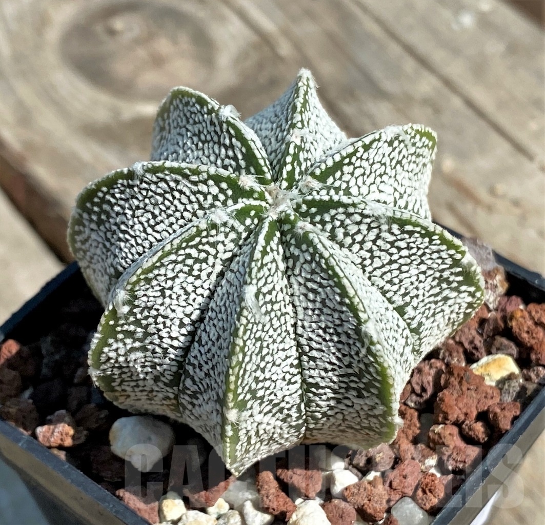 SHPR12666 Astrophytum asterias ‘Super kabuto’ x myriostigma ‘Onzuka’