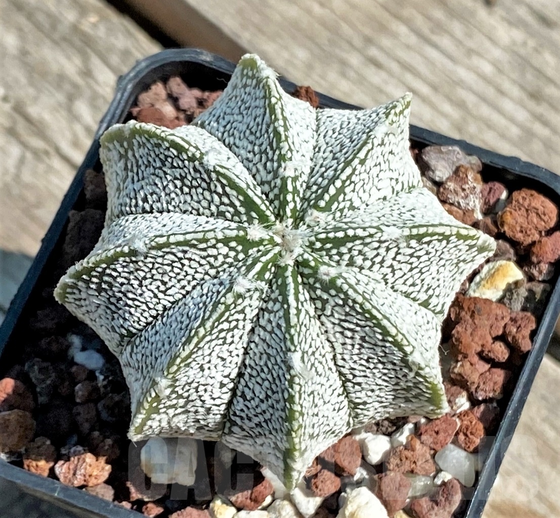 SHPR12666 Astrophytum asterias ‘Super kabuto’ x myriostigma ‘Onzuka’ - immagine 2