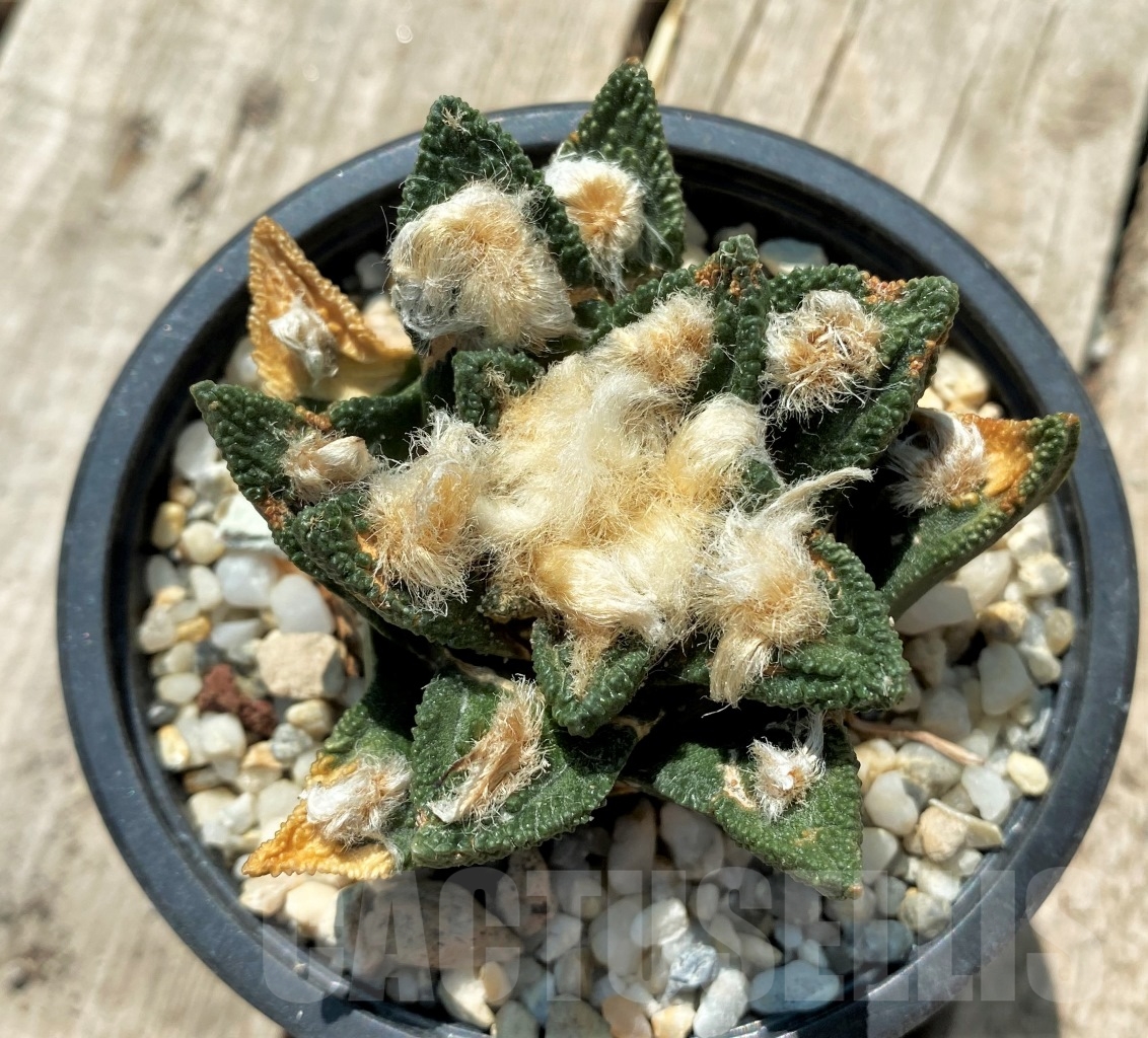SHPR6347 Ariocarpus bravoanus x fissuratus, own roots