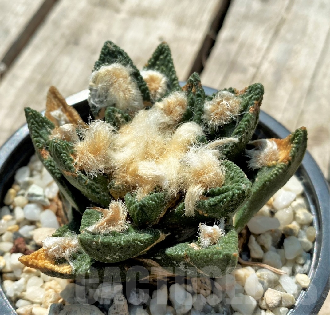 SHPR6347 Ariocarpus bravoanus x fissuratus, own roots - Image 2