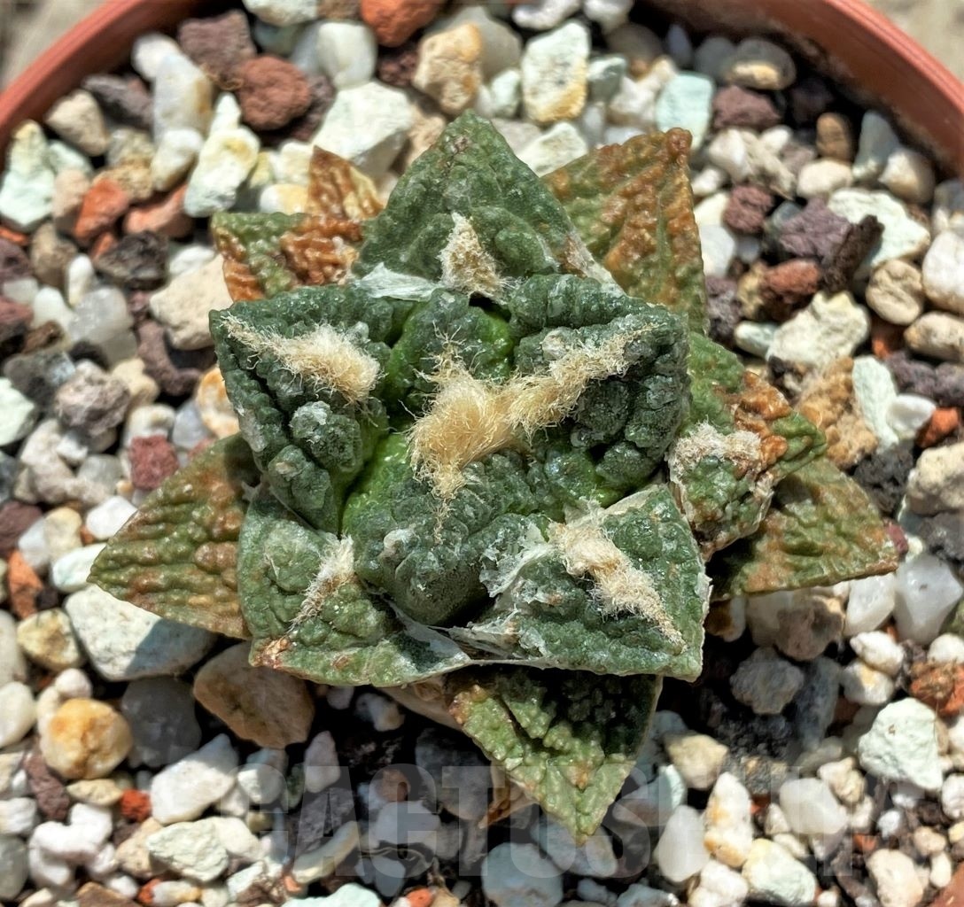 SH894 Ariocarpus fissuratus v hintonii