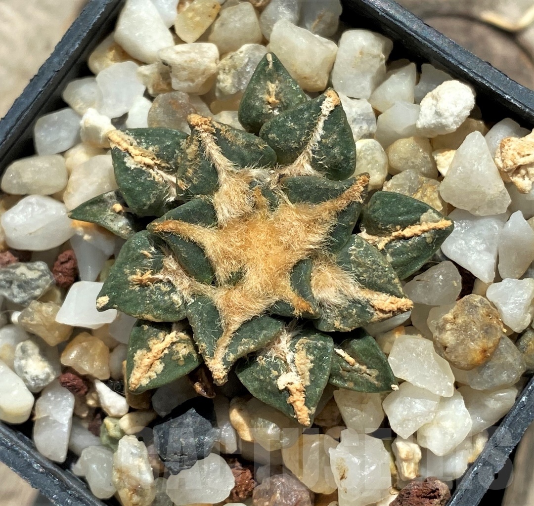 SHPR12667 Ariocarpus kotschoubeyanus v. elephantidens