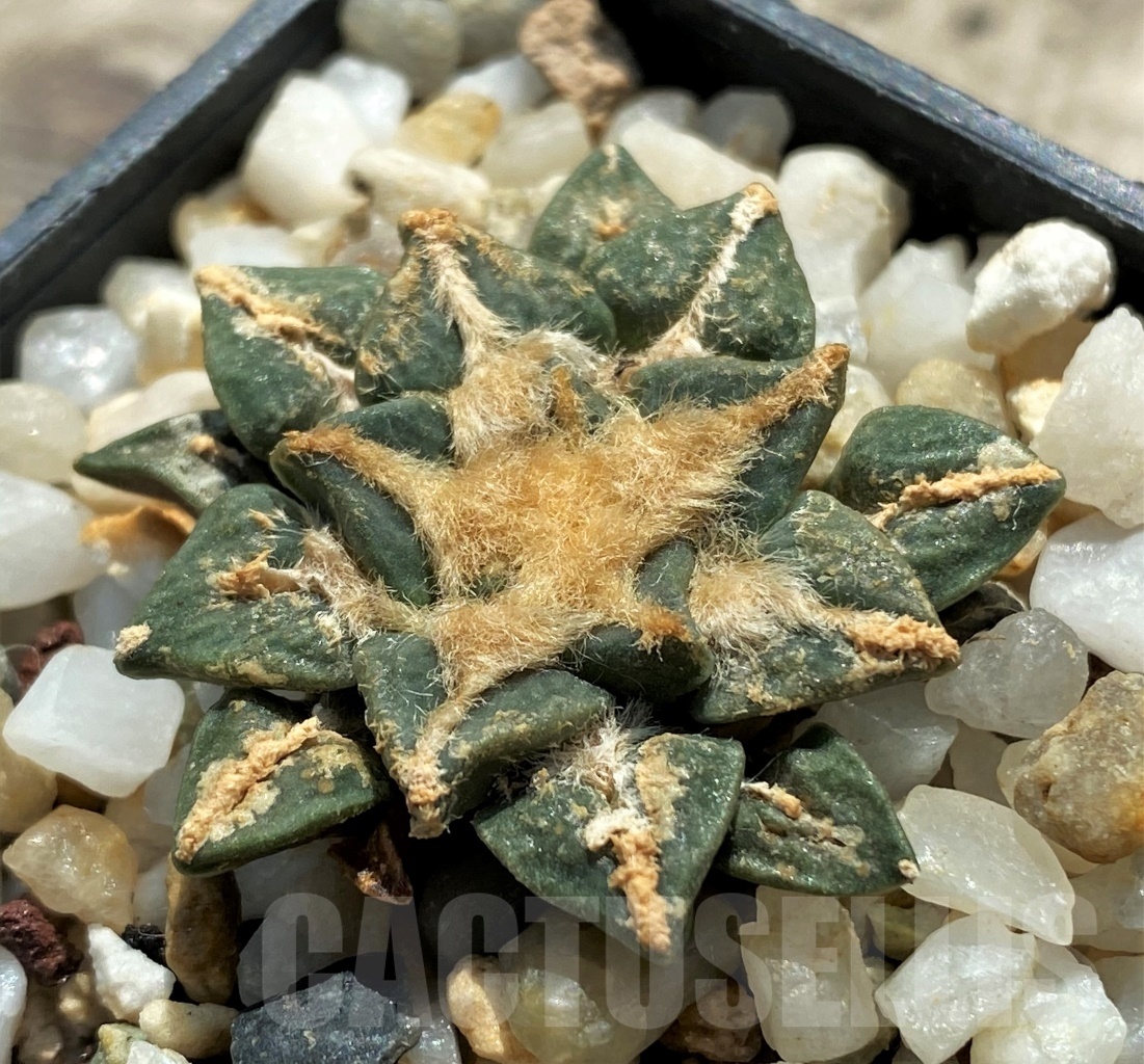 SHPR12667 Ariocarpus kotschoubeyanus v. elephantidens - Image 2