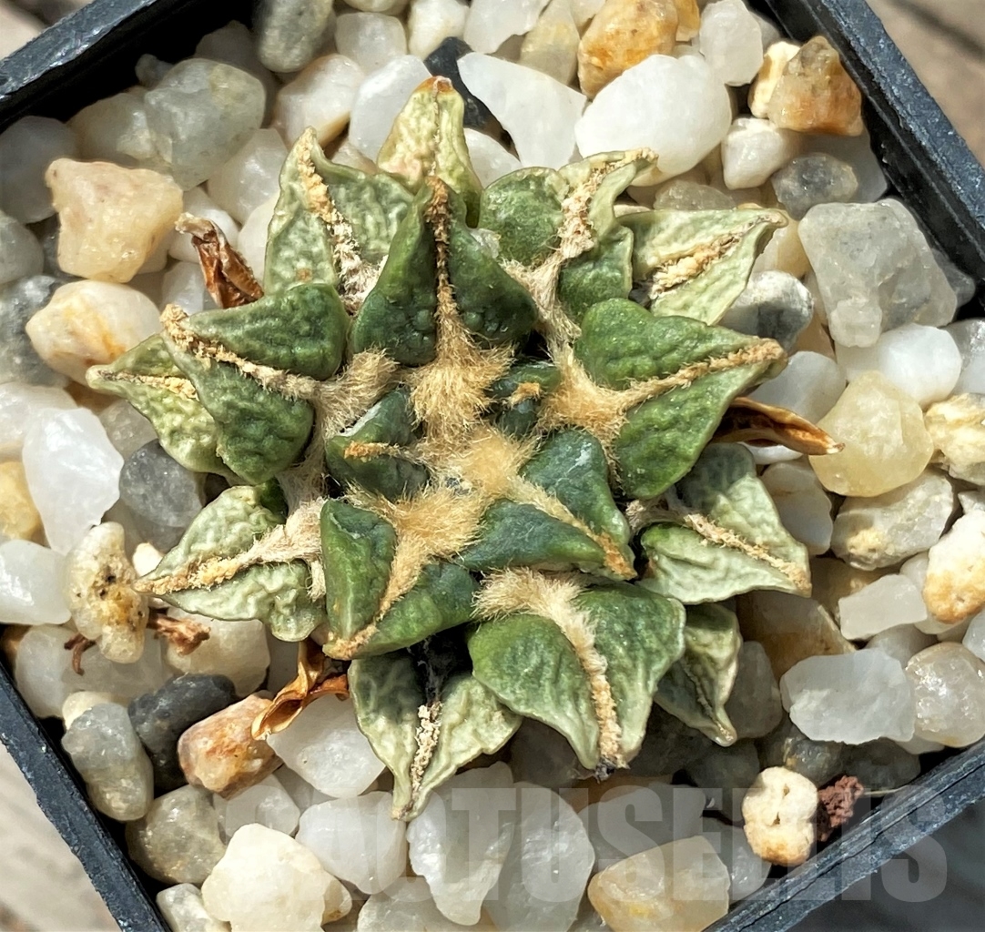 SH810 Ariocarpus kotschoubeyanus hybrid old 10 yaers own roots