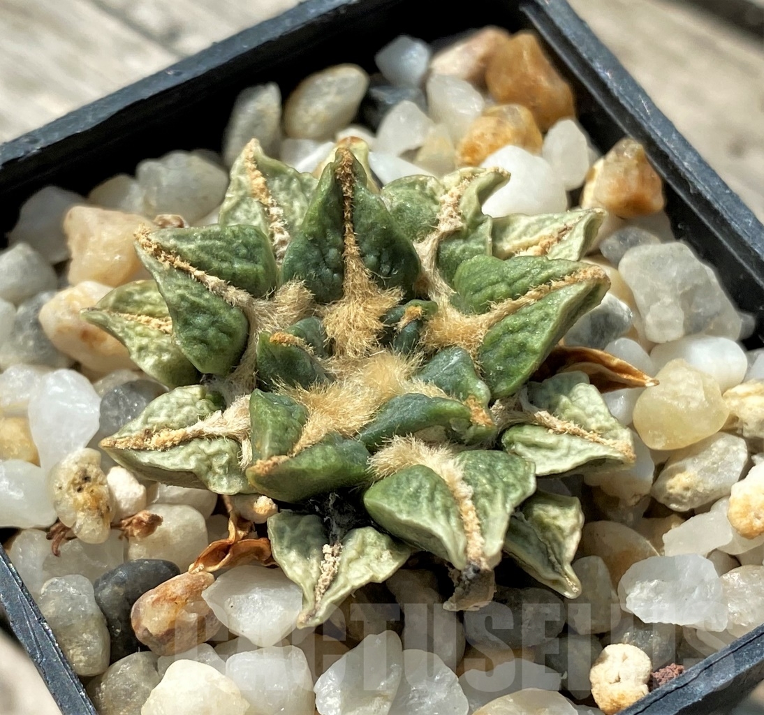 SH810 Ariocarpus kotschoubeyanus hybrid old 10 yaers own roots - Image 2