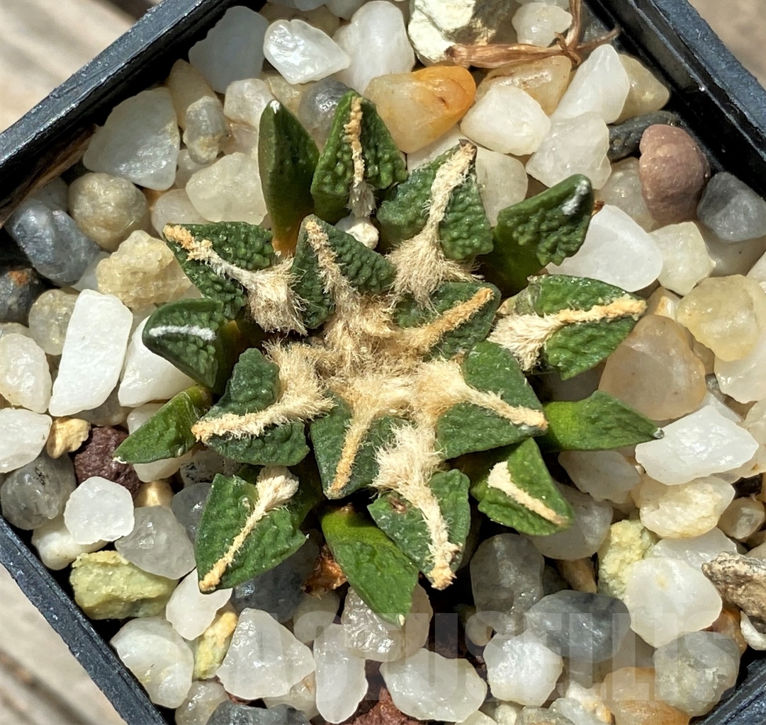 SHPR12681 Ariocarpus kotschoubeyanus v. elephantidens