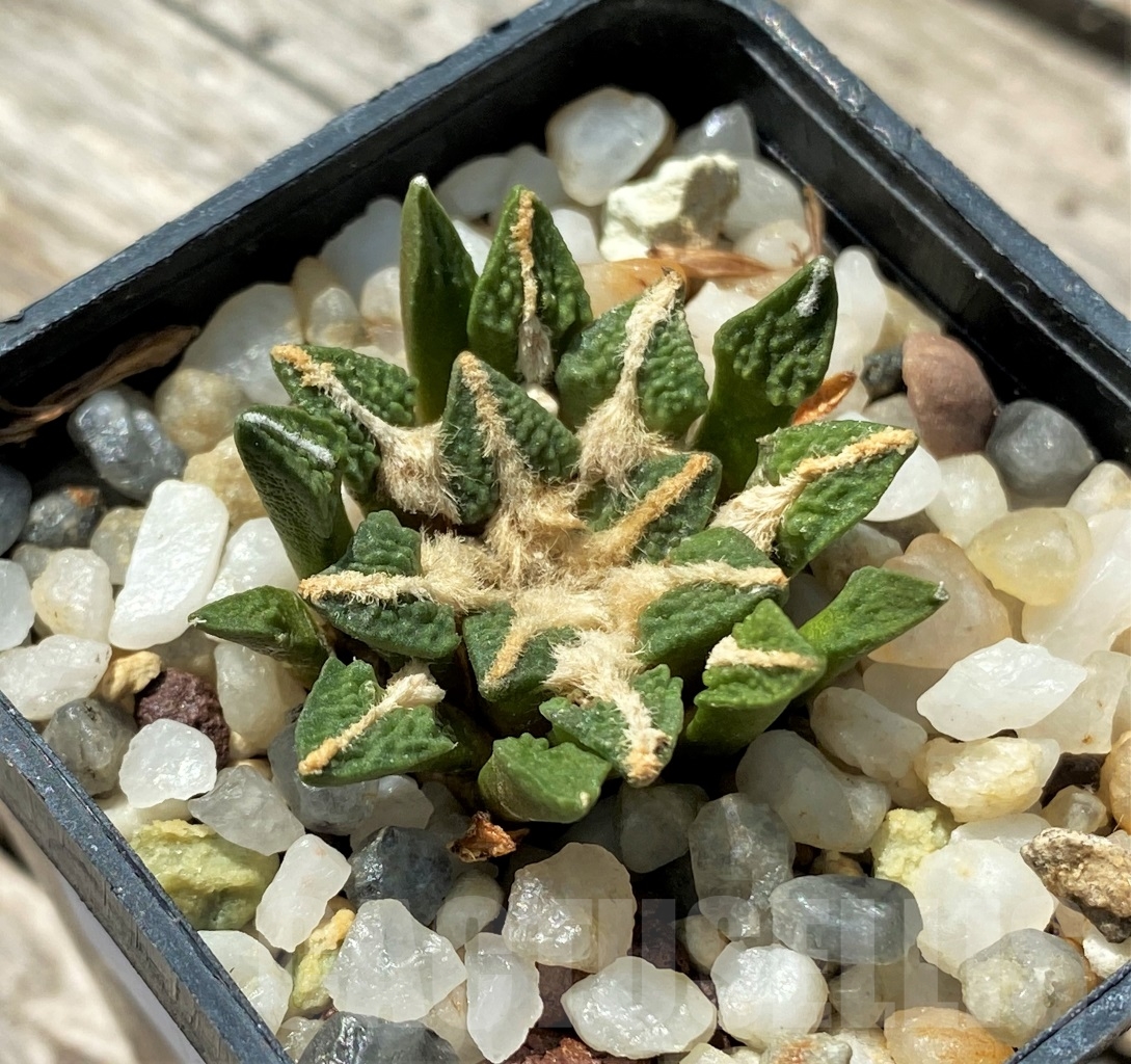 SHPR12681 Ariocarpus kotschoubeyanus v. elephantidens - Image 2