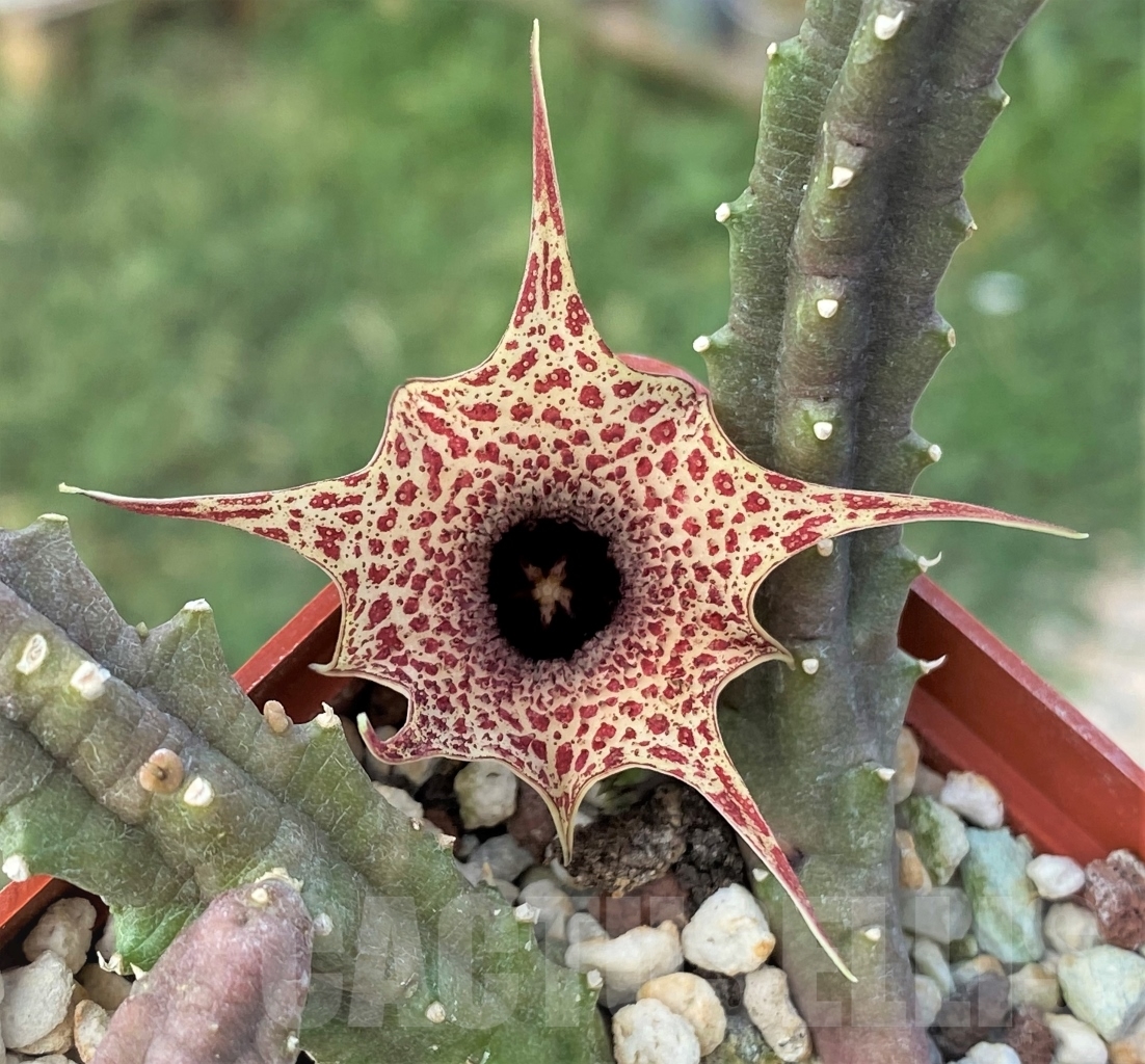 SHPR12687 Huernia hislopii