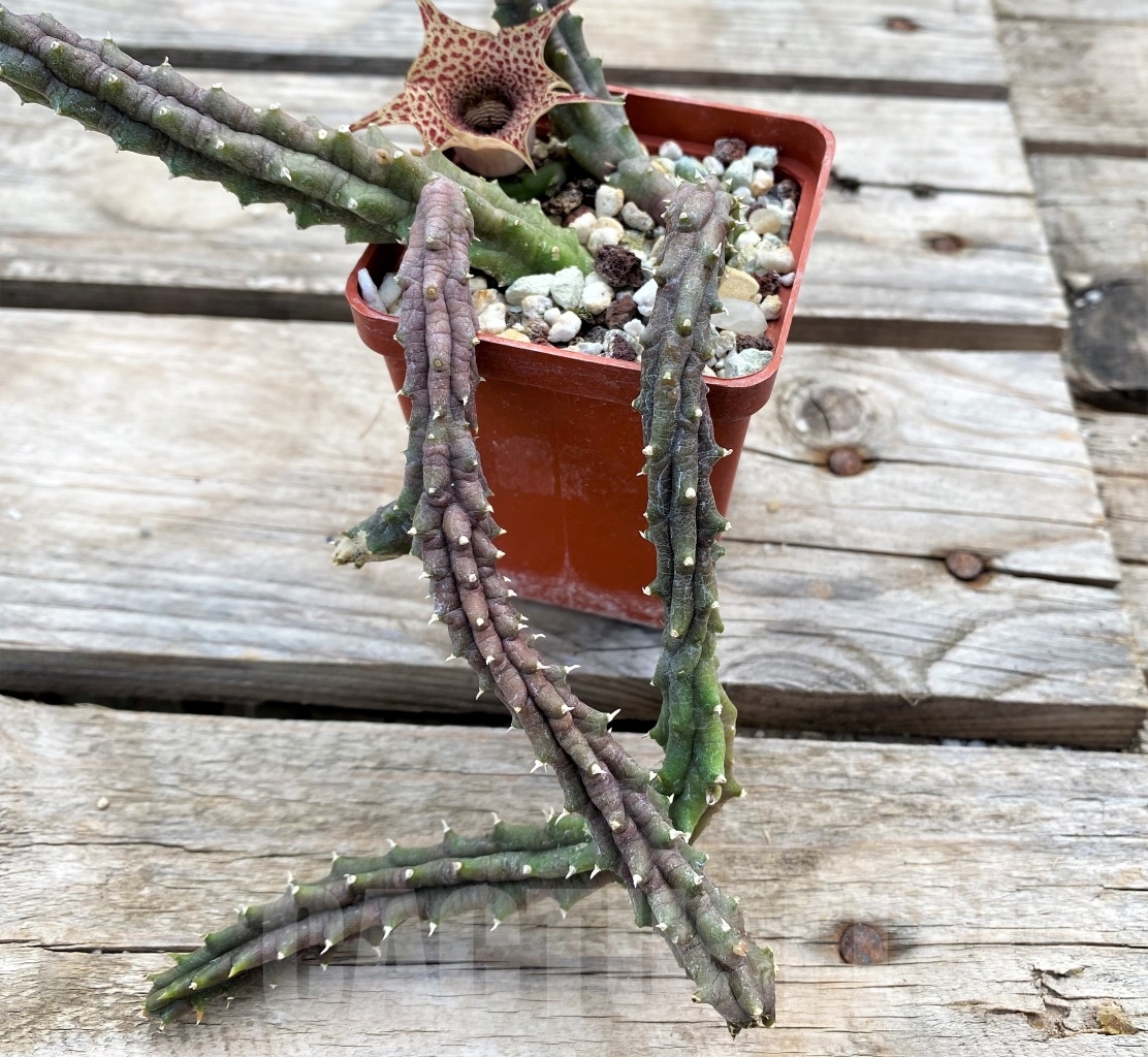 SHPR12687 Huernia hislopii - 画像 (2)