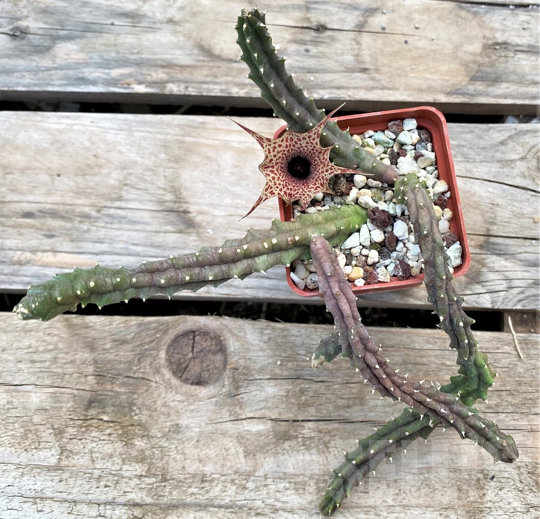 SHPR12687 Huernia hislopii - 画像 (3)