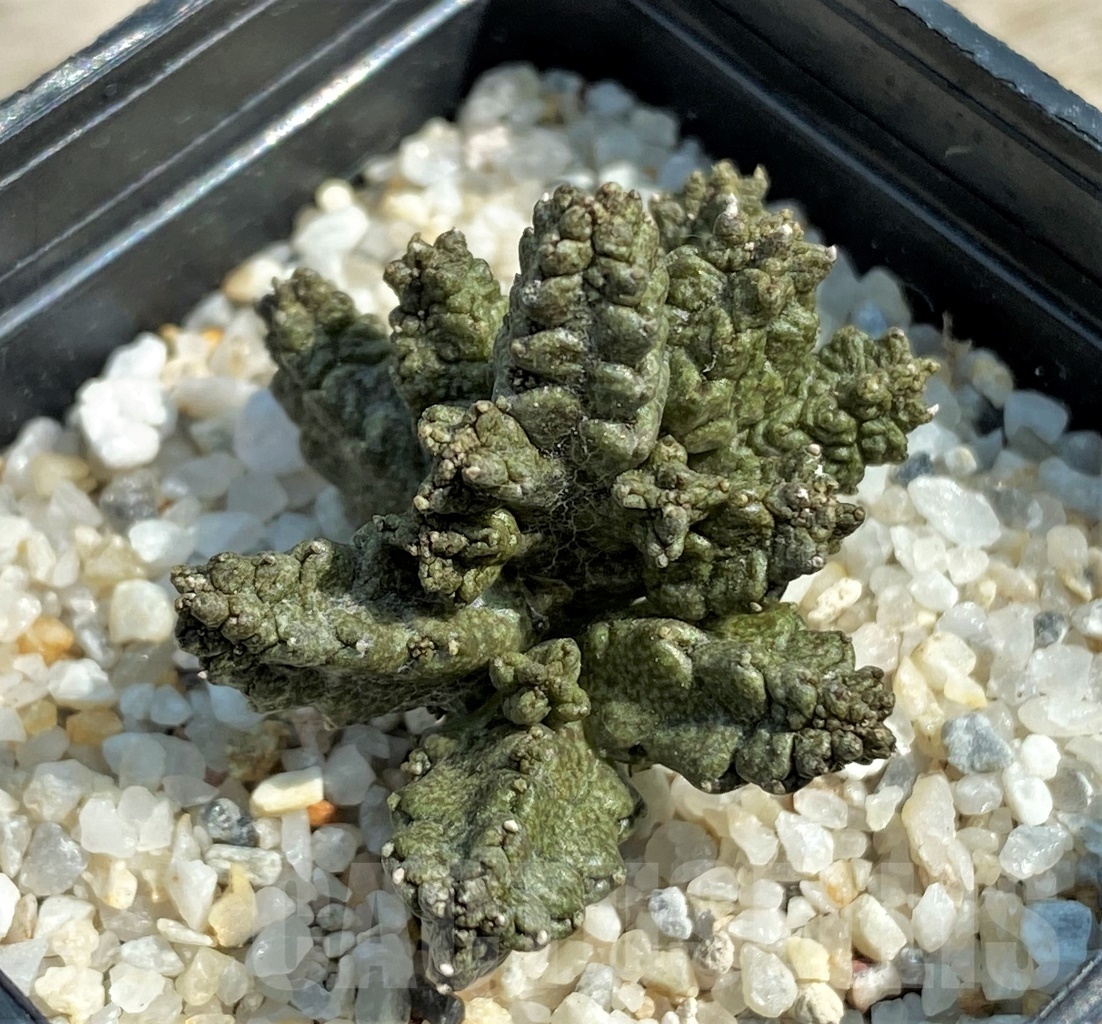 SHPR12614 Pseudolithos mccoyi