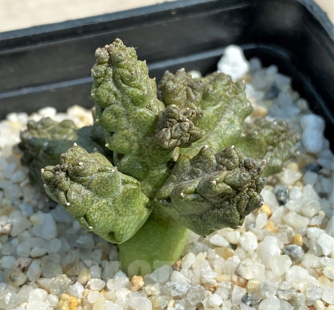 SHPR12615 Pseudolithos mccoyi