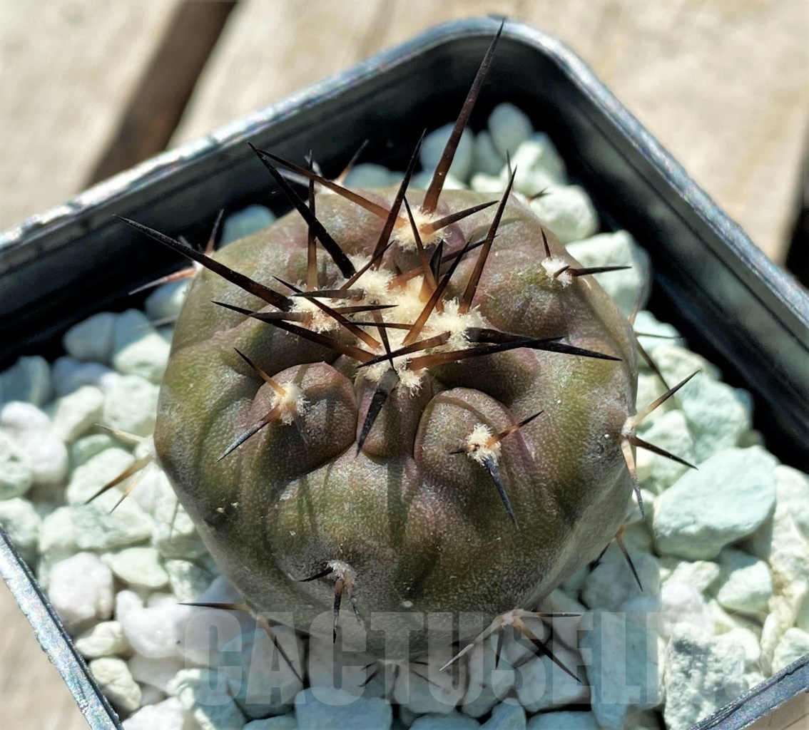 SHPR12705 Copiapoa cinerea - Image 2