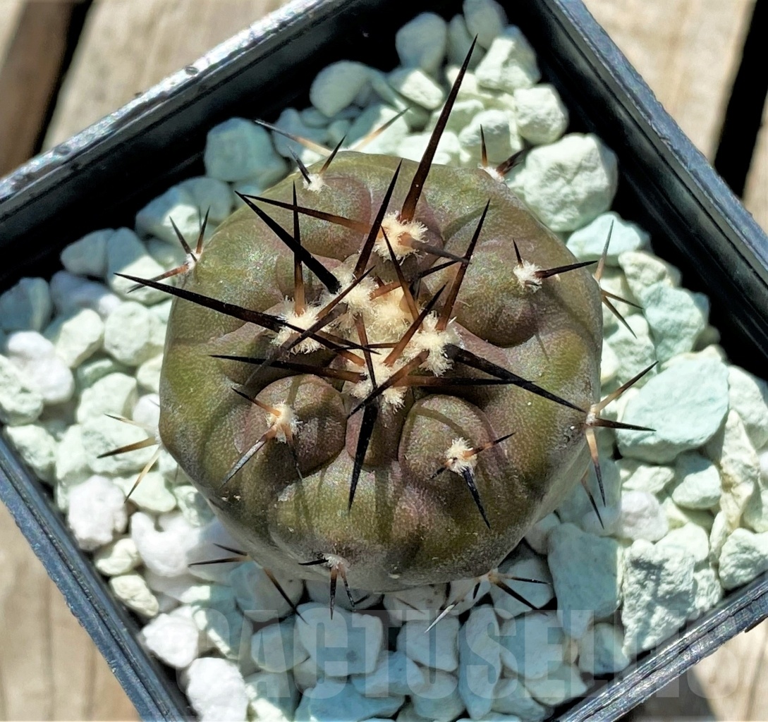 SHPR12705 Copiapoa cinerea