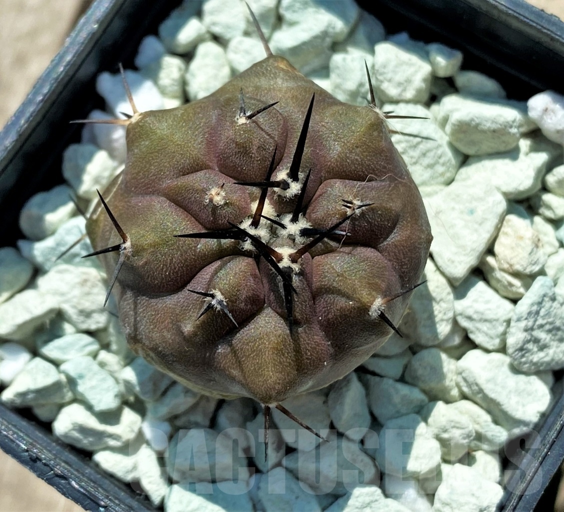 SHPR12706 Copiapoa cinerea