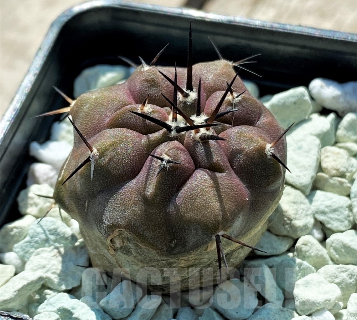 SHPR12706 Copiapoa cinerea - Imagen 2