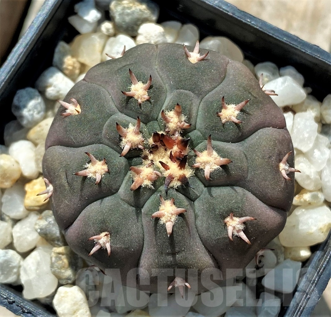 SHPR12707 Gymnocalycium spegazzinii v. unguispinum