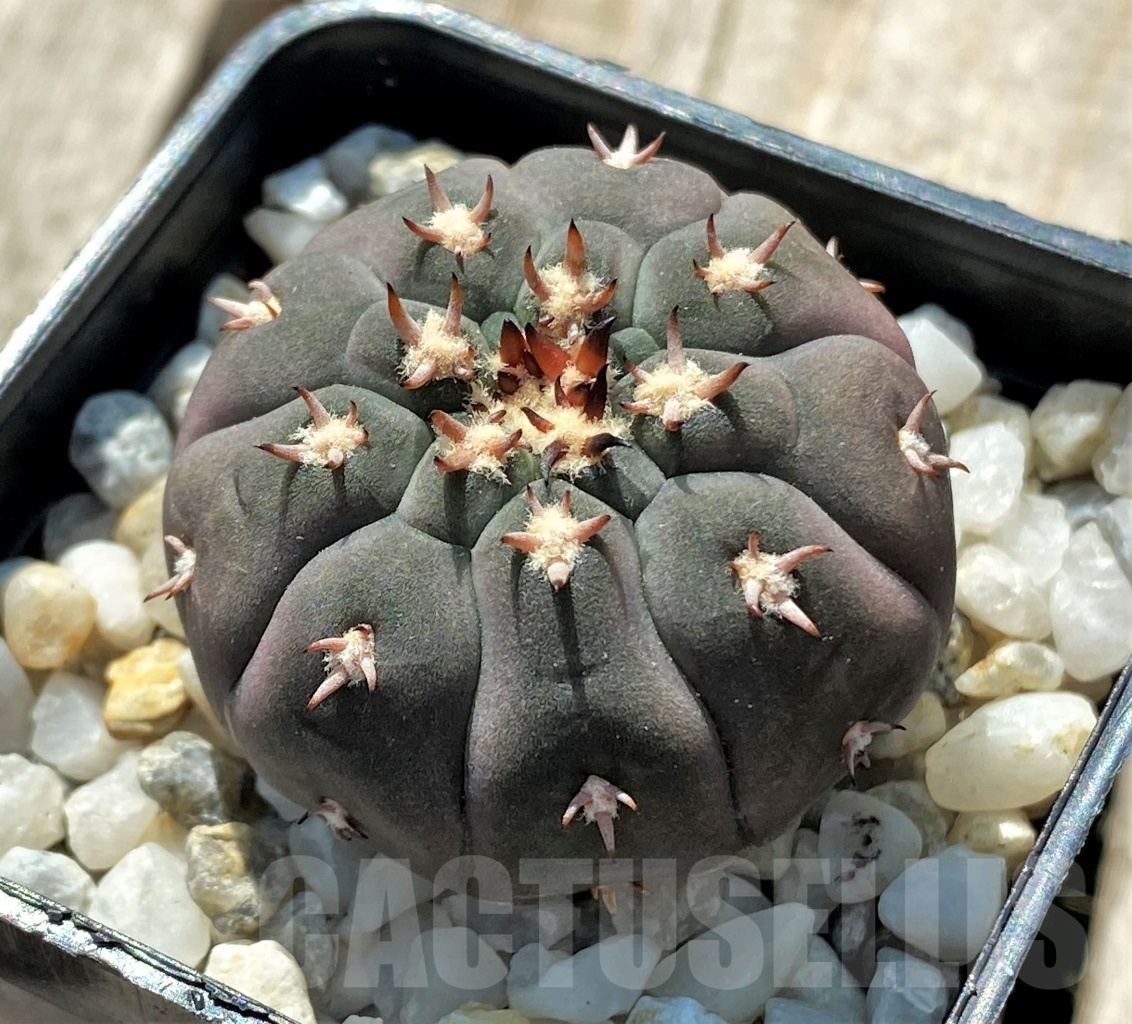 SHPR12707 Gymnocalycium spegazzinii v. unguispinum - immagine 2