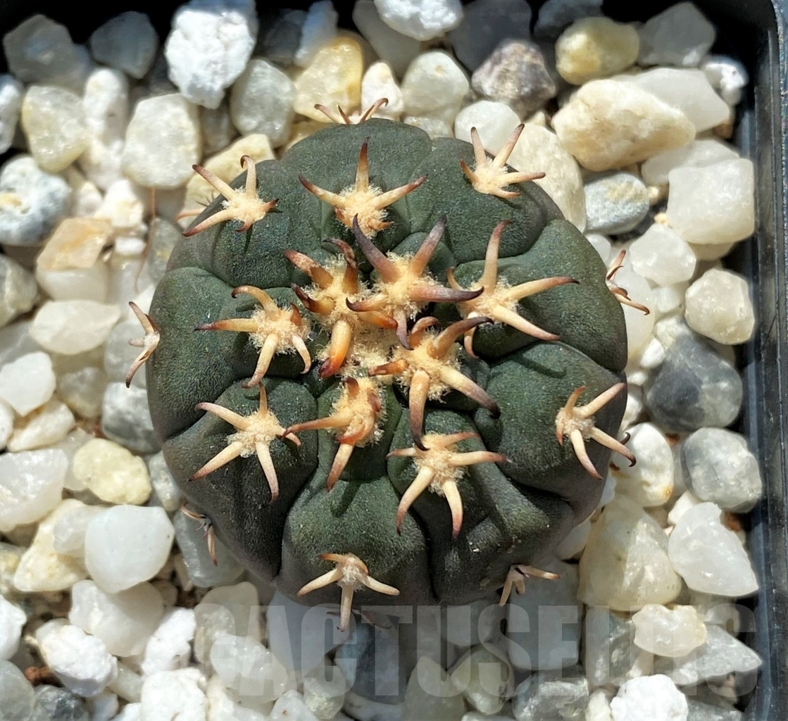 SHPR12708 Gymnocalycium spegazzinii v. unguispinum