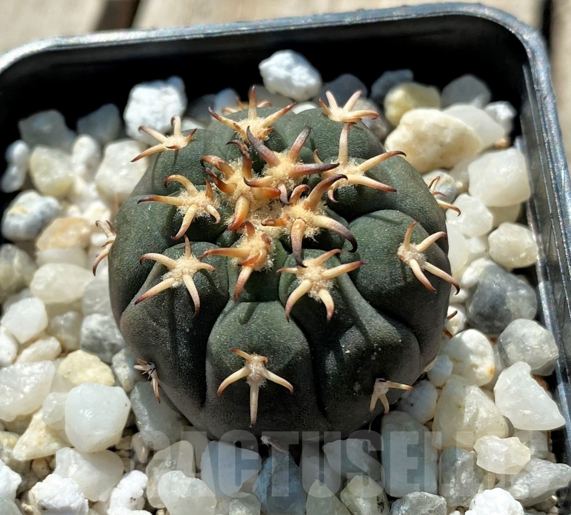 SHPR12708 Gymnocalycium spegazzinii v. unguispinum - Obrázek 2