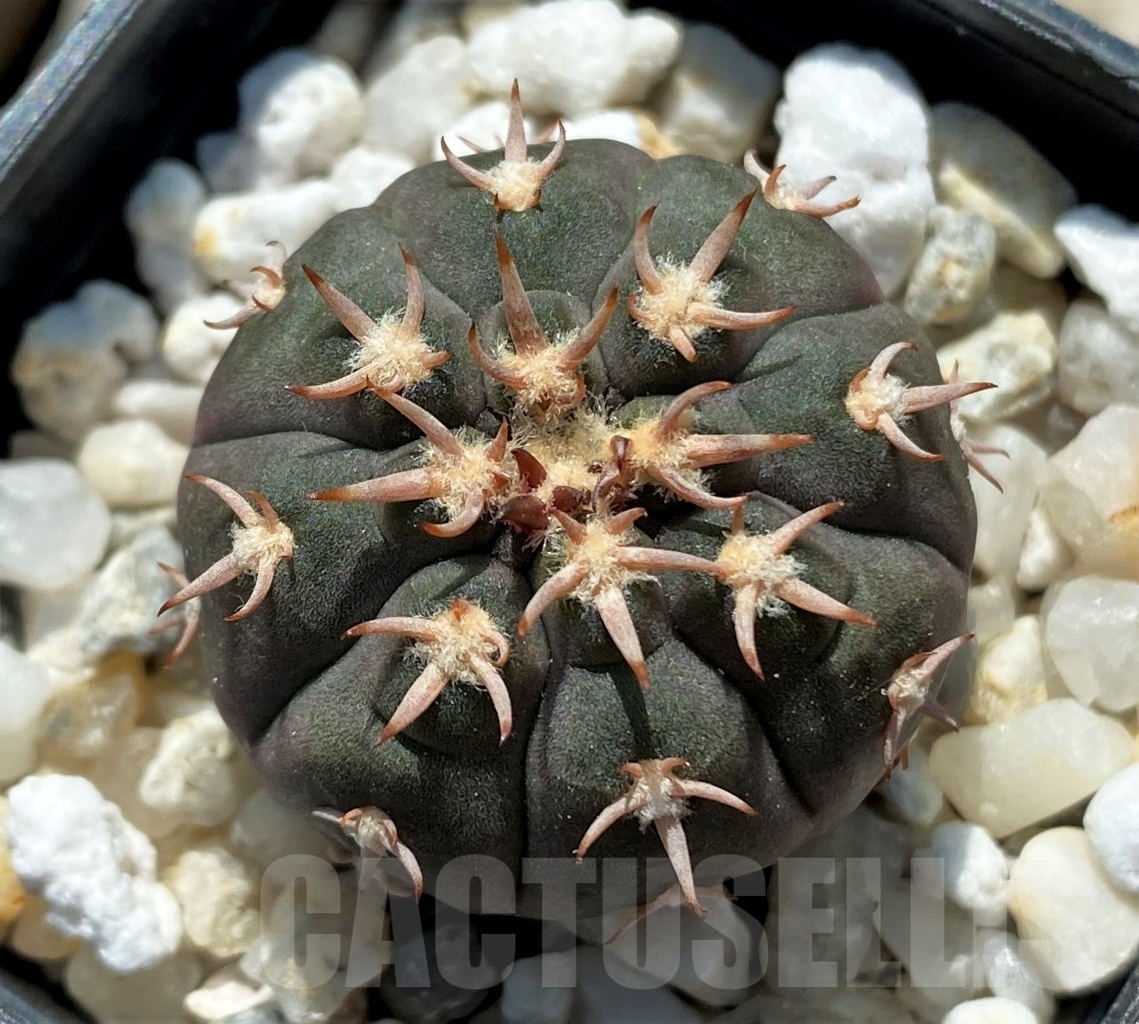 SHPR12709 Gymnocalycium spegazzinii v. unguispinum