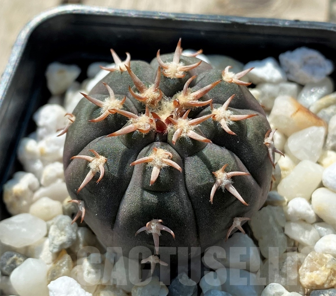 SHPR12709 Gymnocalycium spegazzinii v. unguispinum - Obrázek 2