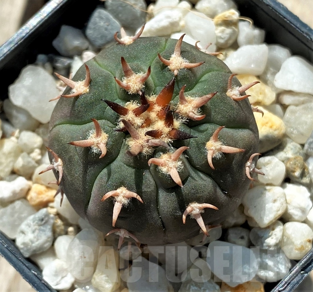 SHPR12710 Gymnocalycium spegazzinii v. unguispinum