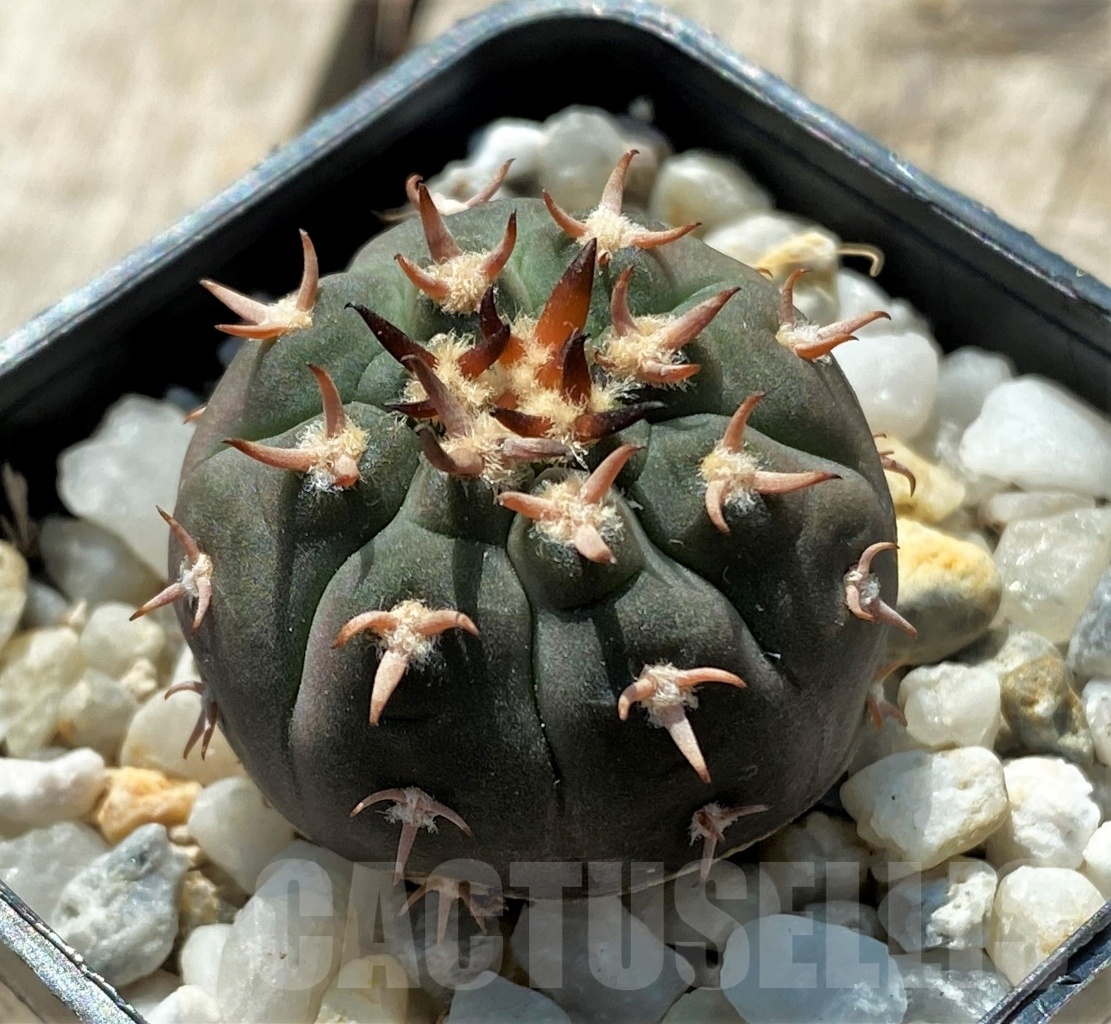 SHPR12710 Gymnocalycium spegazzinii v. unguispinum - Obrázek 2